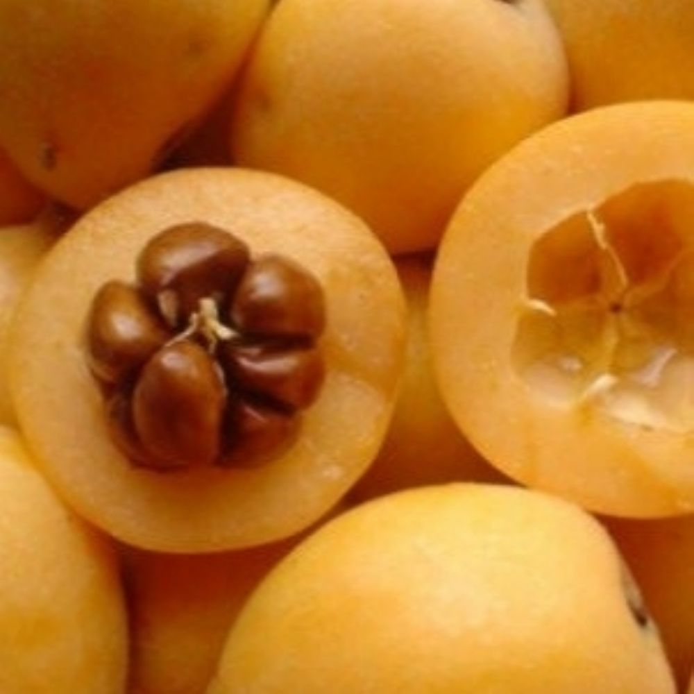 Nêspera Mizauto.jpg